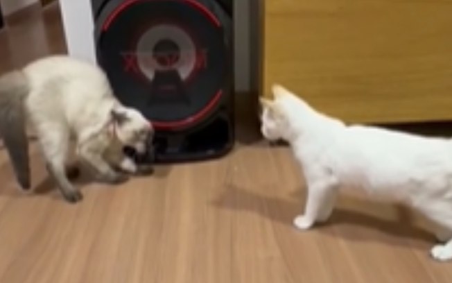 Gatinha ganha irmãzinha pet e não esconde insatisfação Bq5f8zqn7rxokha6fozwqd58a