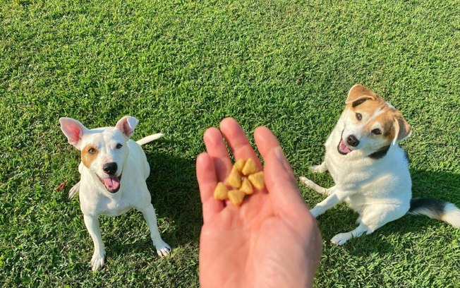 10 dicas para melhorar a saúde mental do seu cachorro