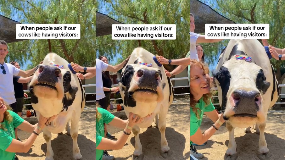 Santuário mostra reação de vaca ao receber carinho de visitantes 