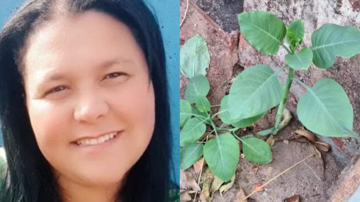 Morre mulher que comeu "couve falsa" em Minas Gerais