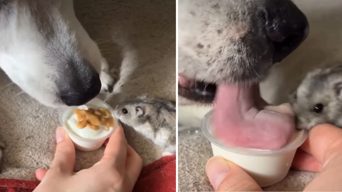 Cachorro e hamster batalham por potinho de sorvete