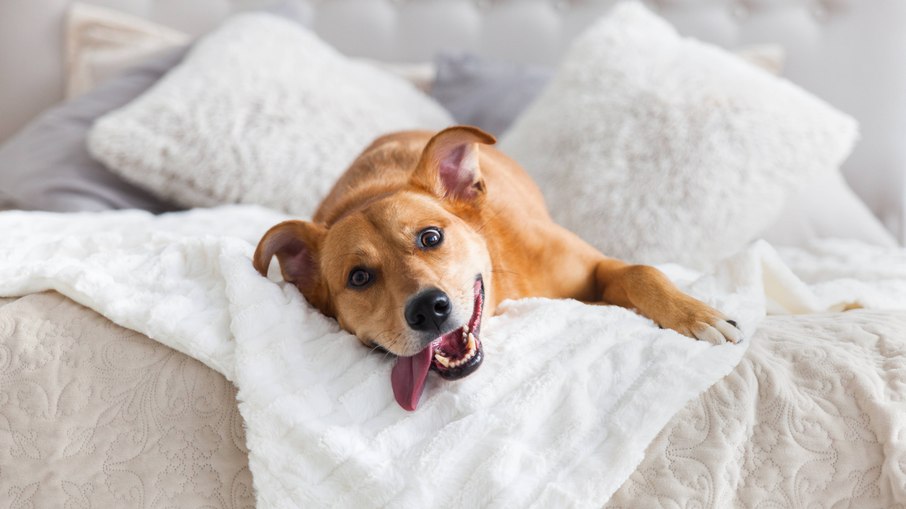 Pets não podem ser proibidos nos condomínios