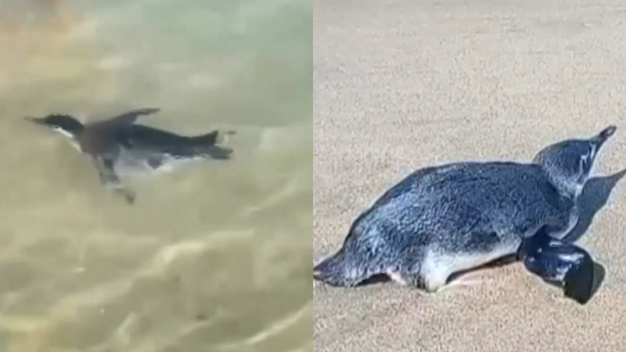 Pinguins chamam atenção em litoral brasileiro Pinguins chamam atenção em litoral brasileiro