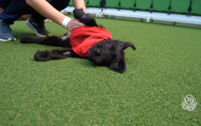 Palmeiras faz campanha para adoção responsável de cães