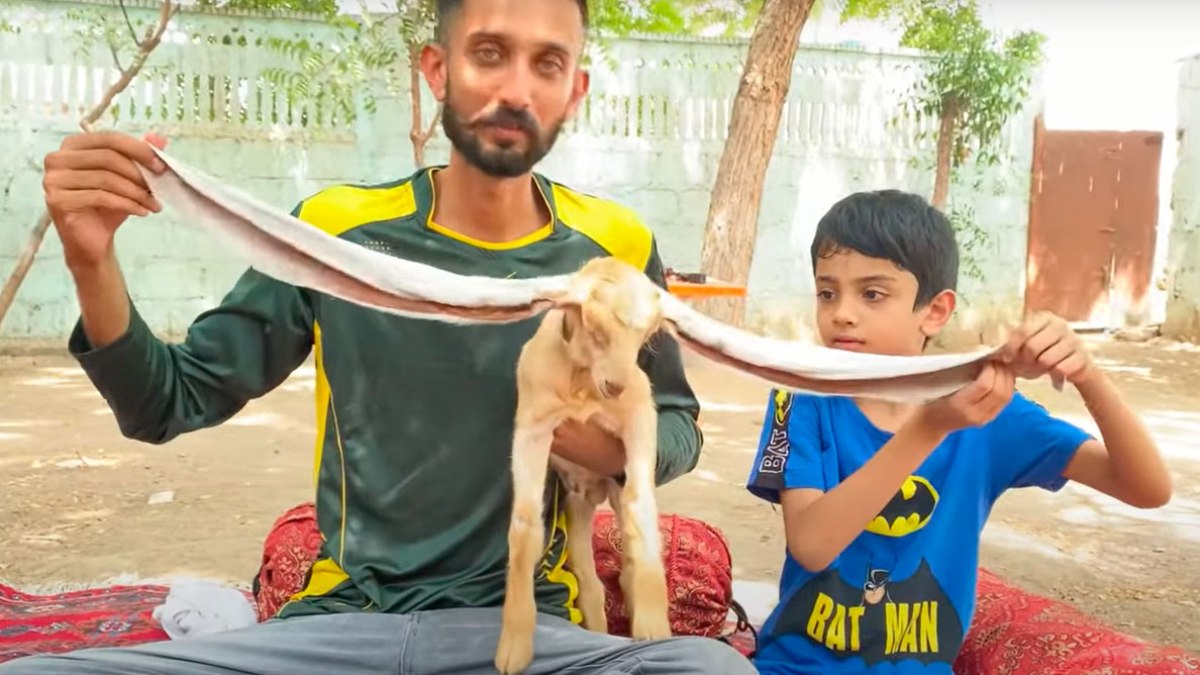 Paquistanês tenta reconhecer que sua cabra de estimação tem as maiores orelhas do mundo