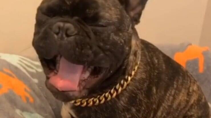 A rotina matinal deste bulldog está encantando internautas; veja