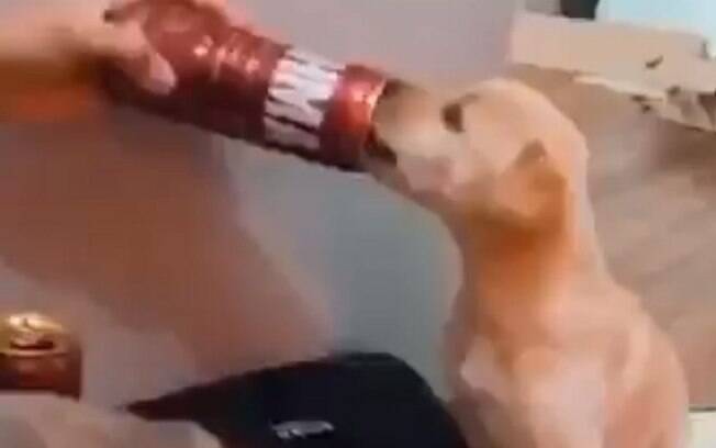No vídeo, é possível ouvir um homem incentivando o filhote de cachorro a tomar a bebida alcoólica.