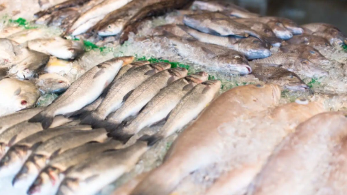 Peixes: primavera pode aumentar oferta de corvina e pescadas Peixes: primavera pode aumentar oferta de corvina e pescadas