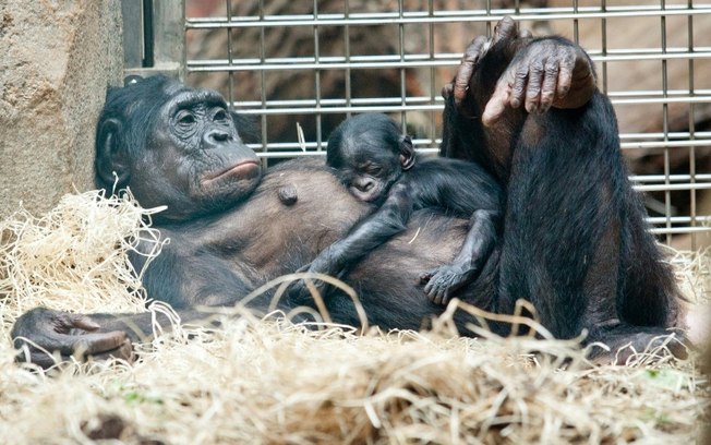 Uma bonobo fêmea e seu filhote, em 21 de julho de 2015, em um zoológico de Frankfurt, na Alemanha Uma bonobo fêmea e seu filhote, em 21 de julho de 2015, em um zoológico de Frankfurt, na Alemanha