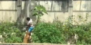 Homem é atacado e morto por leoa após entrar em jaula