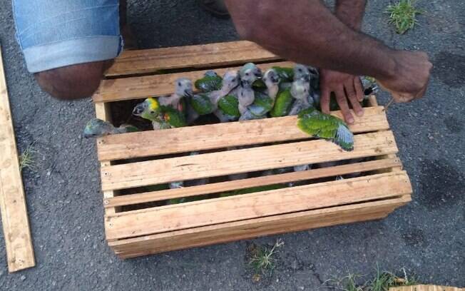 Policia Rodoviária encontra 165 filhotes de papagaios em carro