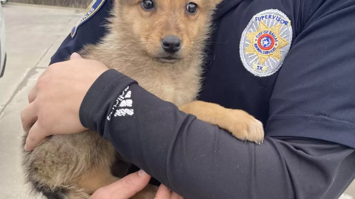 Os policiais resgataram um filhote de cachorro, mas depois não souberam se era mesmo um cãozinho