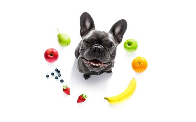 Saiba quais frutas seu pet pode e não pode comer