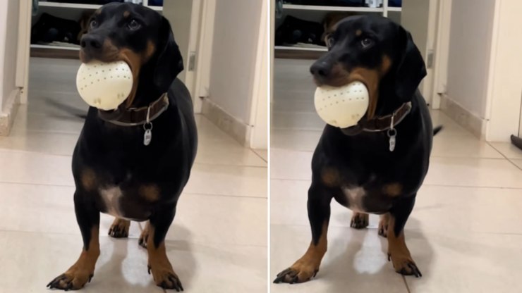 Cachorro ganha bola diferente e leva susto com brinquedo