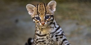 Filhote de jaguatirica é a mais nova atração do Zoo de SP