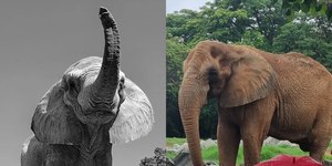 Elefante Jamba morre aos 29 anos após agravamento de inflamação