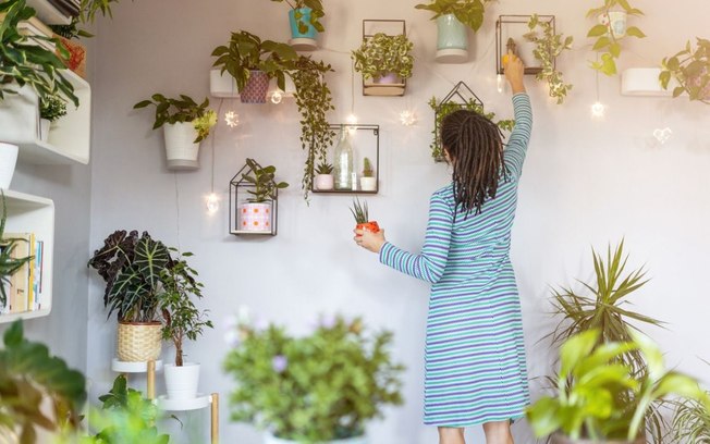 3 plantas que ajudam a evitar o mofo