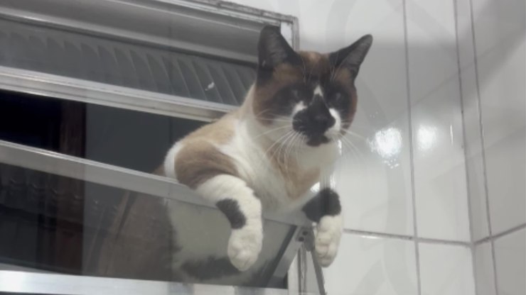 Gato escala janela do banheiro para beber água do chuveiro