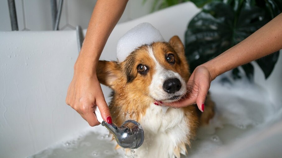 Higiene canina: como saber se o pet precisa de banho Higiene canina: como saber se o pet precisa de banho
