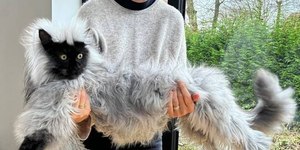 Conheça as principais raças de gatos gigantes