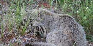 Gato dos pampas é filmado; conheça o animal que está desaparecendo