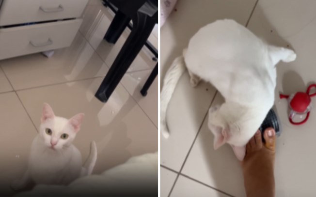 Gatinha paraplégica encontra jeito especial de pedir ajuda Bs0vsd0glbik4ftornfuseh8c