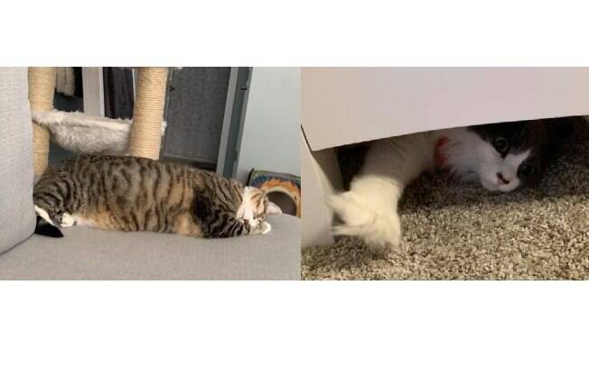 Do lado esquerdo o gato deitado no sofá; do lado direito a gata se escondendo embaixo do móvel