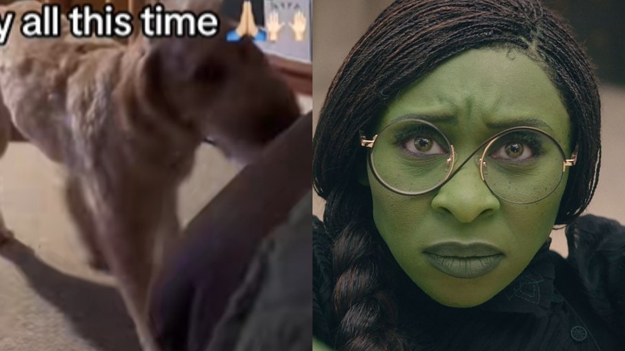 Cão encanta a web ao cantar música de 'Wicked' Cão encanta a web ao cantar música de 'Wicked'