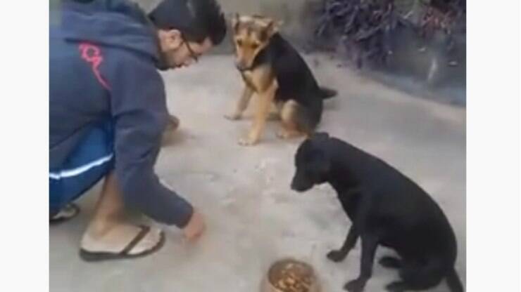 Viralizou! Cães "rezam" com dono antes de comer