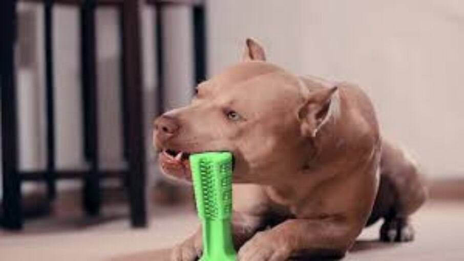 A escova de dentes limpa dos dentes e acalma o animal