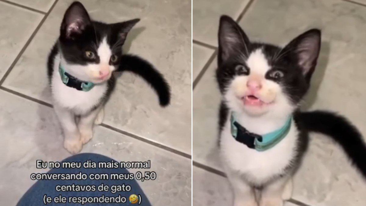Gatinho resgatado passa por tratamento e “conversa” com tutora Gatinho resgatado passa por tratamento e “conversa” com tutora