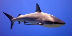 Vídeo: influencer é atacado por tubarão durante pesca submarina
