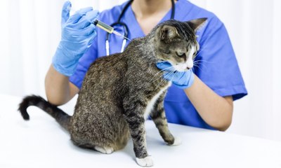 Quais vacinas todo gato tem que tomar? Veja guia completo