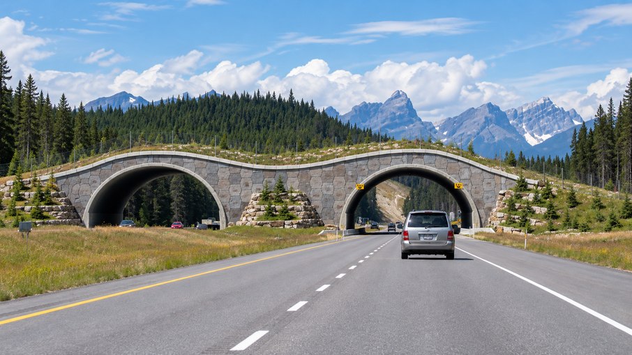 Pontes e corredores ecológicos já salvaram a vida de mais de 10 animais na capital dos Estados Unidos Pontes e corredores ecológicos já salvaram a vida de mais de 10 animais na capital dos Estados Unidos