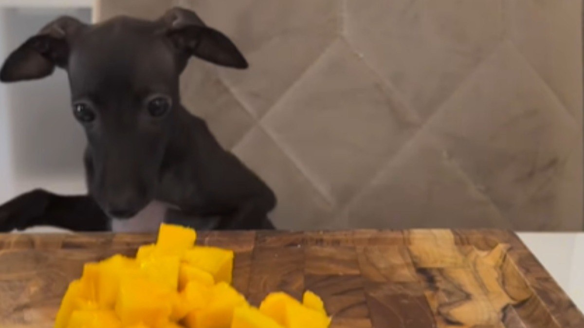 Cachorrinho%20d%C3%A1%20notas%20para%20frutas%20favoritas%20e%20web%20reage%3A%20%22Fofo%22