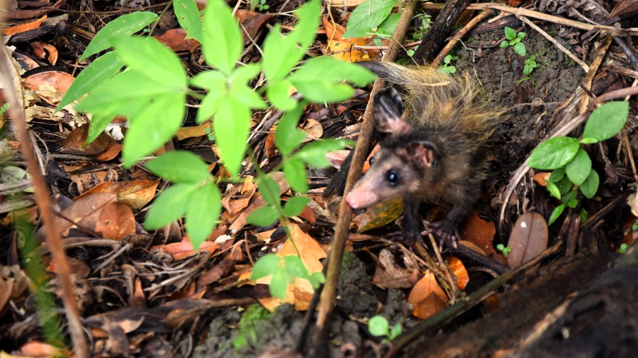 Gambá sendo reintroduzido na natureza, na Bahia Gambá sendo reintroduzido na natureza, na Bahia