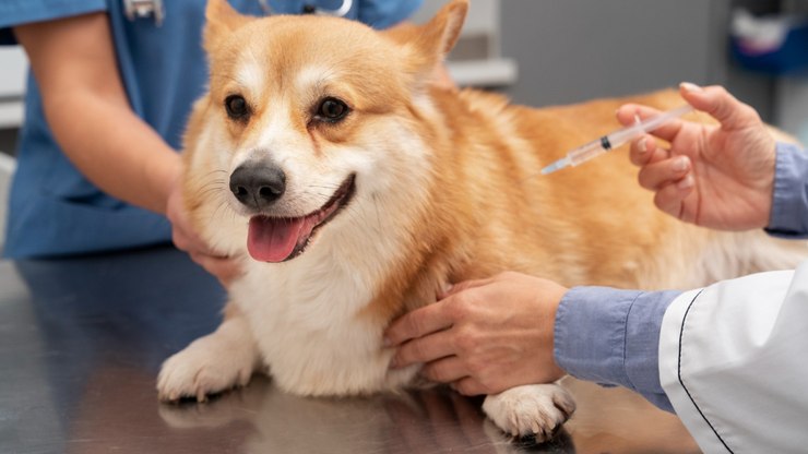 Câmara aprova vacinação obrigatória e gratuita para pets