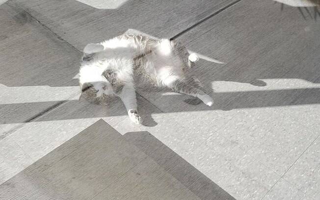 Fat Fred deitado tomando sol