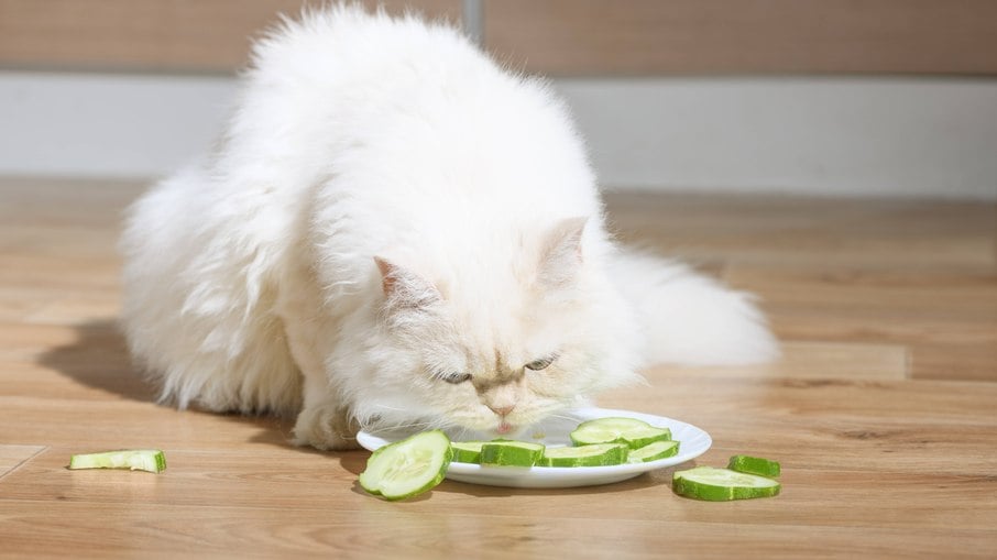 Os felinos podem ter sérios problemas nutricionais se não comer carne, já que não aproveitam tão bem os nutrientes dos vegetais.