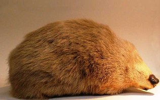 Relembre: toupeira-dourada reaparece na África do Sul