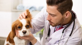 Exames periódicos em pets podem identificar doenças precocemente