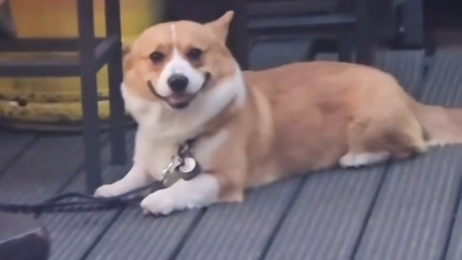 Cachorros sorriem? Entenda o que dizem os especialistas Cachorros sorriem? Entenda o que dizem os especialistas