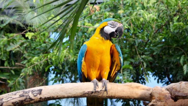 Arara pode ser pet? Saiba todos os cuidados necessários com a ave