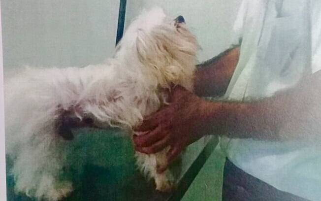 Nick, o cãozinho que sofreu agressões, sendo examinado pelo veterinário