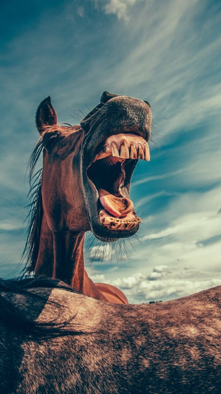 Cavalos sorrindo