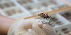 Anvisa aprova remédio infantil contra a doença de Chagas
