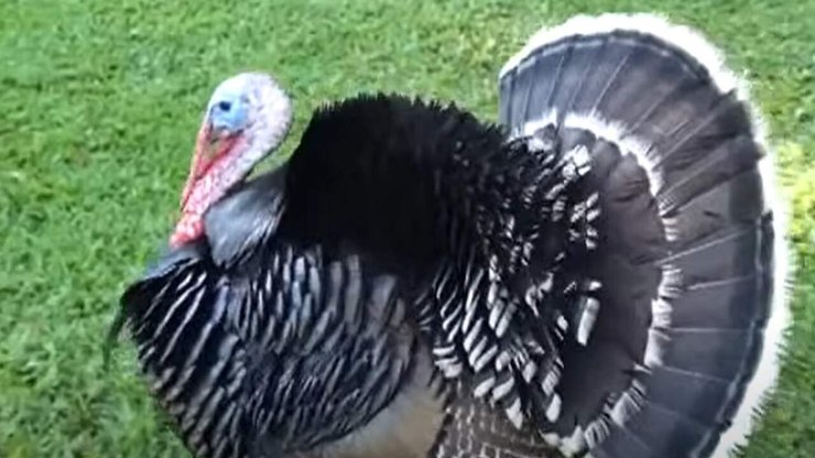 Peru%20%C3%A9%20%C3%B3tima%20op%C3%A7%C3%A3o%20de%20carne%20branca%20no%20Natal