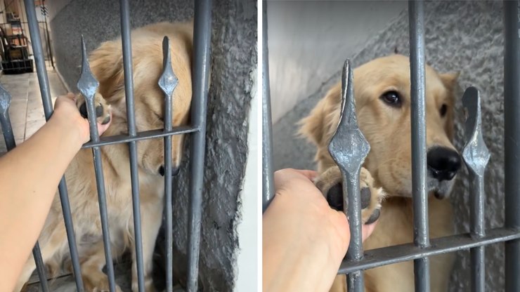 Golden%20Retriever%20fica%20%22arrasada%22%20ao%20descobrir%20que%20n%C3%A3o%20vai%20passear