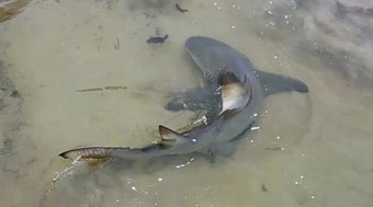 Tubar%C3%A3o-lim%C3%A3o%20%C3%A9%20flagrado%20predando%20peixe-jaguar%20em%20Fernando%20de%20Noronha