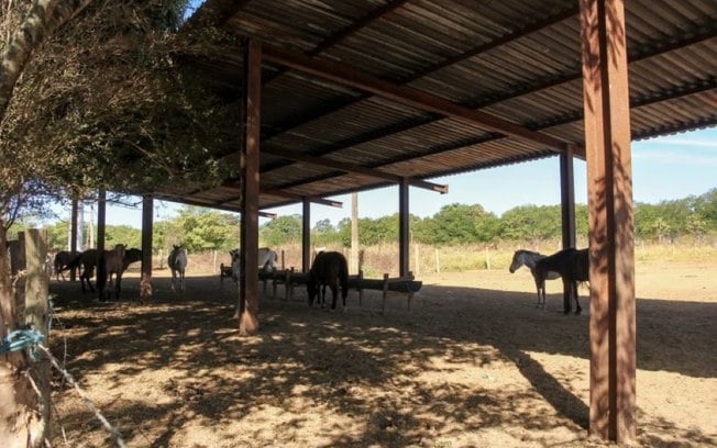 Novas regras para garantir o bem-estar de animais apreendidos no DF